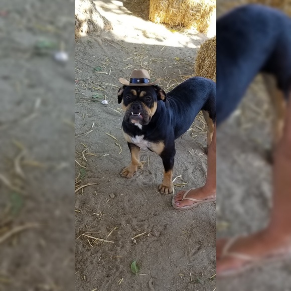 Meet your Posher, Mandy! - Picture 2 of 2